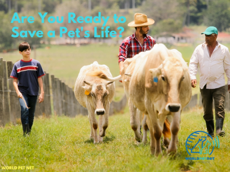 registering in the national database animals with a microchip - save a pets life